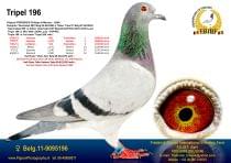 BE-11 9095196